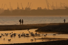 Poranny plażowy gwar