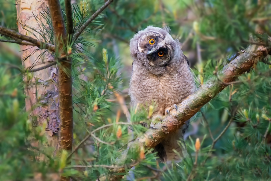 raftik - Uszatka, Long-eared Owl (Asio otus) ... 2019r. . Zdjęcie 248933