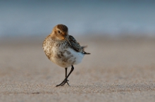 Calidris alpina