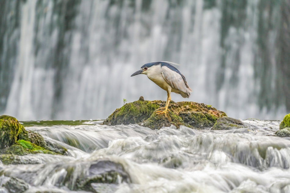amigamedia - Siła spokoju.  Ślepowron (Nycticorax nycticorax) Przyroda naszego regionu - Skoczów. Sony ILCE-7M3+Sony SEL200600G FE 200-600mm f/5.6-6.3 G OSS -  Przysłona: f/6,3; Czas ekspozycji: 1/13 s; ISO: 200; Ogniskowa: 600 mm.. Zdjęcie 322601