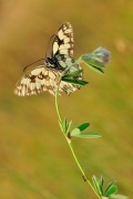 Polowiec szachownica (M...