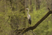 Czapla siwa