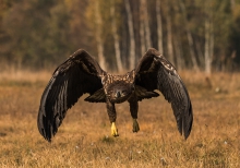 nadciąga...