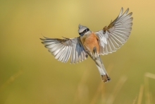 Gąsiorek, Red-backed Sh...