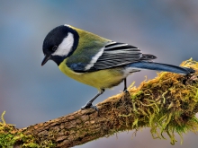 Mchata bogata