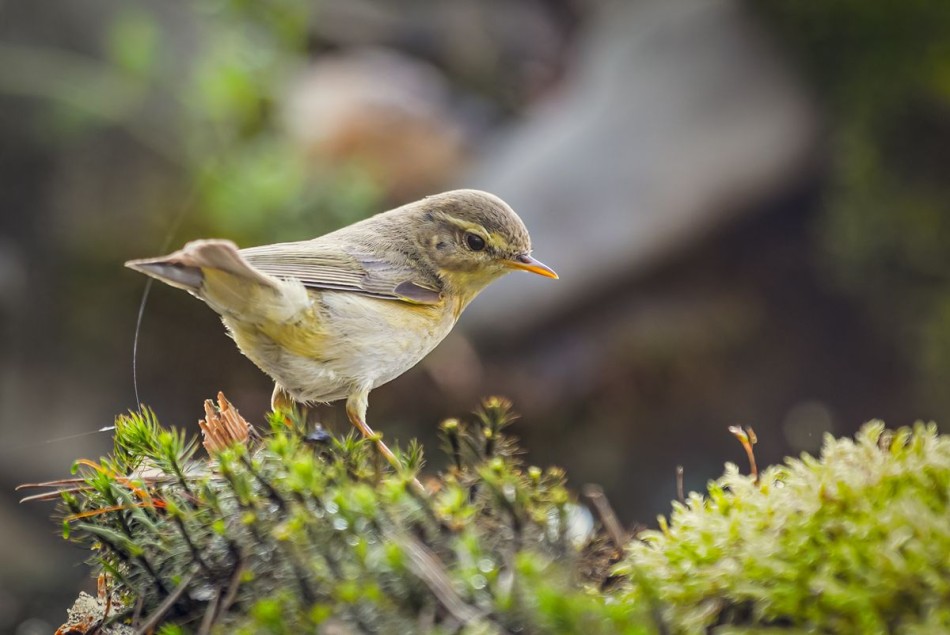 slaw300 - Piecuszek. . Zdjęcie 337572