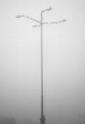 Foggy morning ...