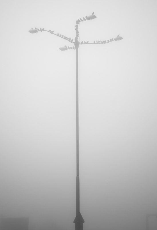 ciusiek - Foggy morning .... PE. Zdjęcie 72370