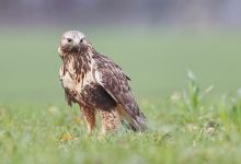 Buteo lagopus
