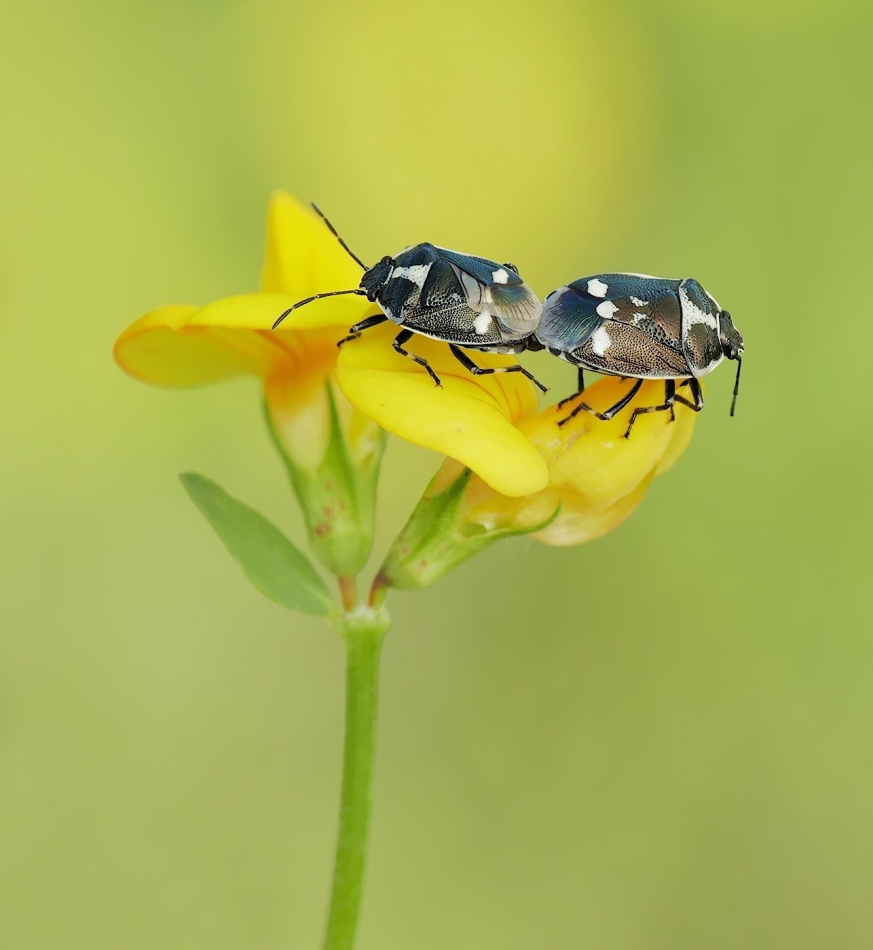 keni - Warzywnica kapustna (Eurydema oleracea). . Zdjęcie 324974