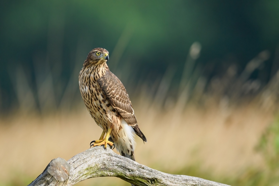 raftik - Jastrząb, Northern Goshawk (Accipiter gentilis) ... . . Zdjęcie 323930
