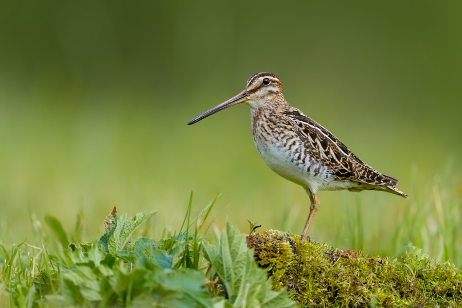 fotodam - Na zielono. Kszyk (Gallinago gallinago) Common Snipe . Zdjęcie 332510