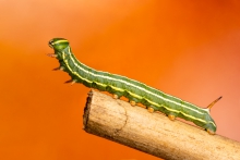 gąsienica