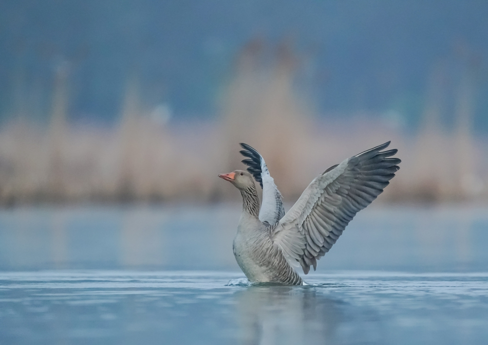 amigamedia - Poranna gimnastyka. Gęgawa (Anser anser) Przyroda naszego regionu - Łężczok. Sony ILCE-9+Sony SEL200600G FE 200-600mm f/5.6-6.3 G OSS. Przysłona: f/6,3; Czas ekspozycji: 1/100 s; ISO: 5000; Ogniskowa: 600 mm.. Zdjęcie 314074