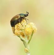 Ogrodnica niszczylistka...