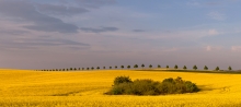 Rzepak wieczorową porą.