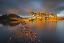 Pine Island