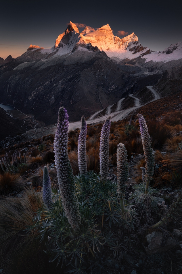 karol_nienartowicz - Wieże łubinu. Andy, Peru. Zdjęcie 305204