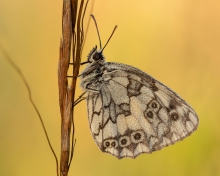 Polowiec szachownica