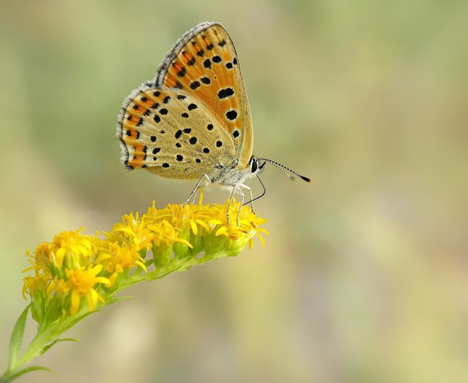 keni - Modraszek. PE proszę. Zdjęcie 318119