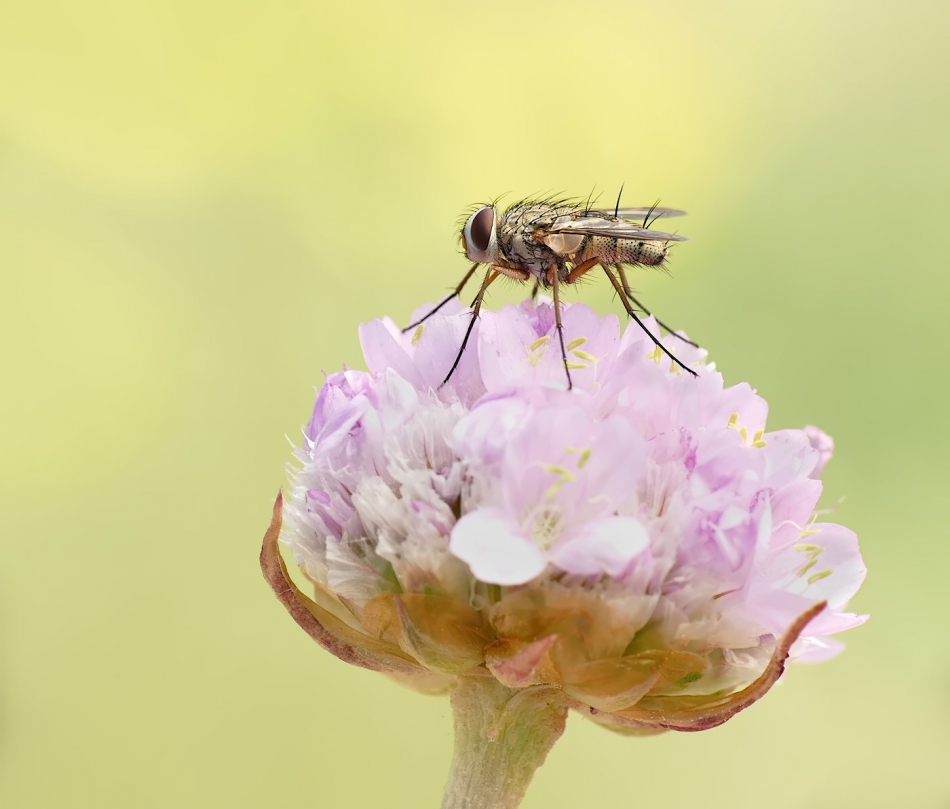 keni - Mucha domowa (Musca domestica). . Zdjęcie 315546