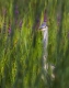 Natura