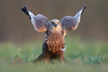 Błotniak stawowy