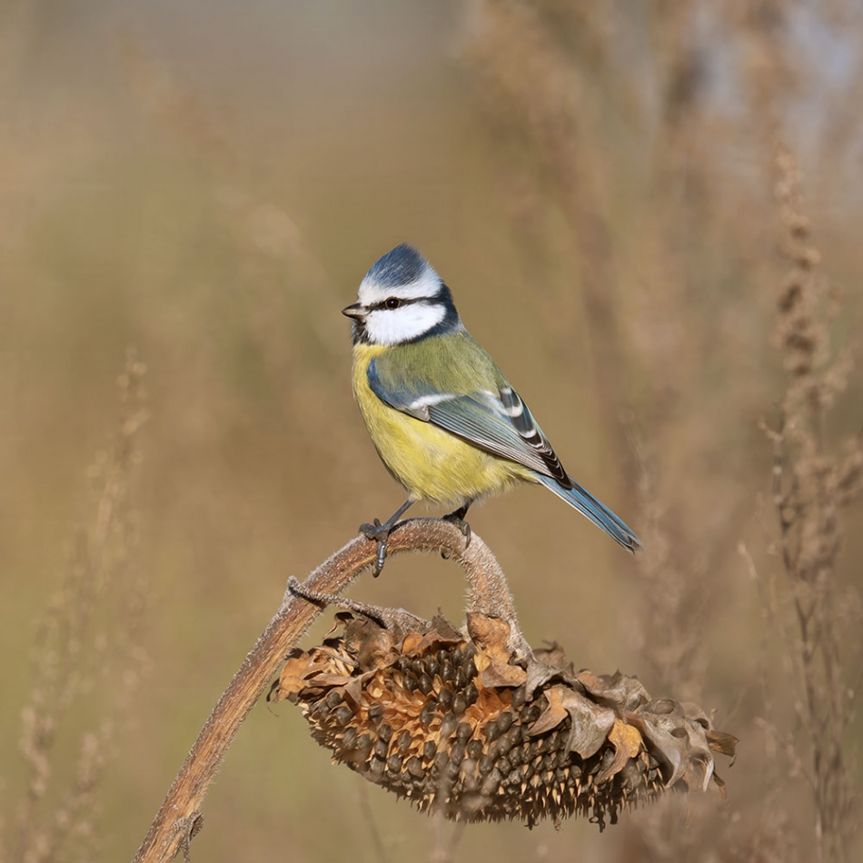 arkadiusz_fotografia - Sikorka na stołówce. . Zdjęcie 336836