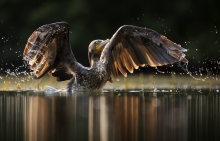Kormoran - Phalacrocora...