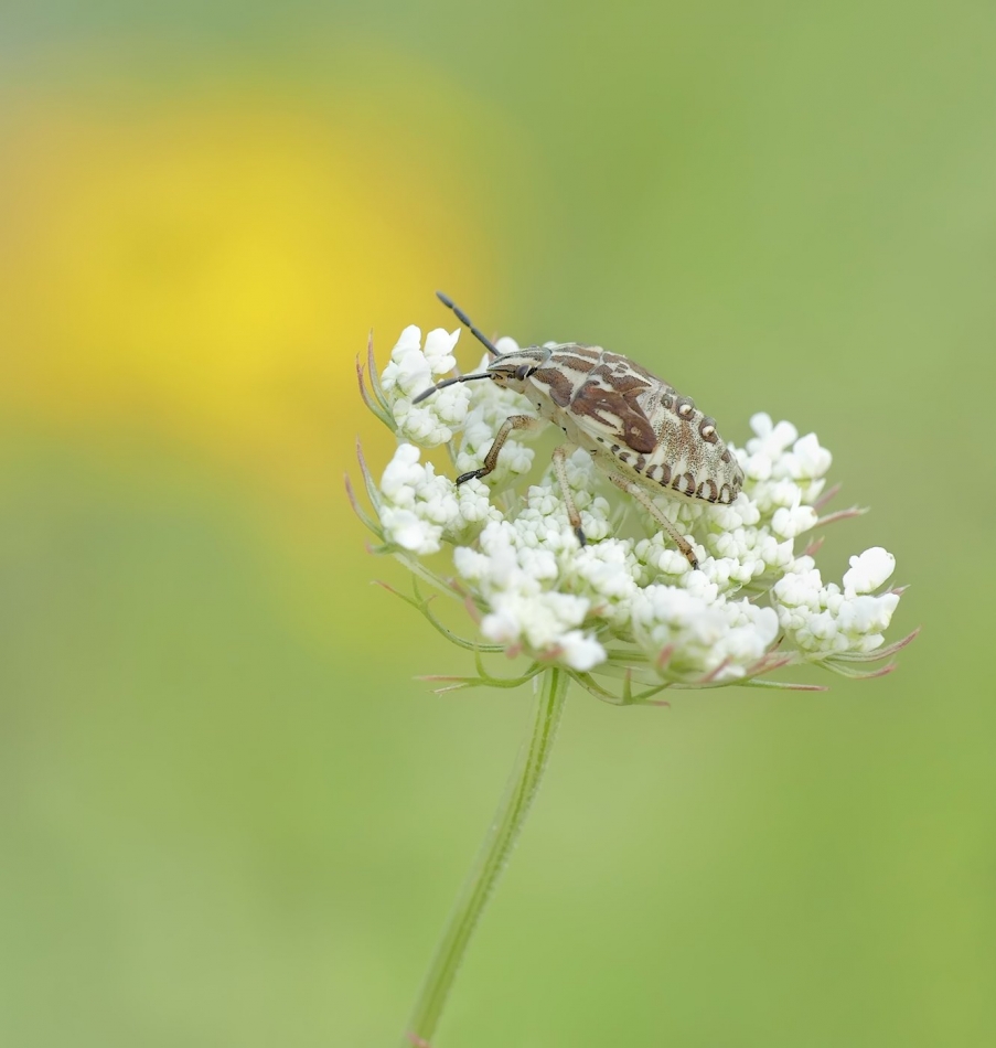 keni - Borczyniec południowy- larwa. . Zdjęcie 326304