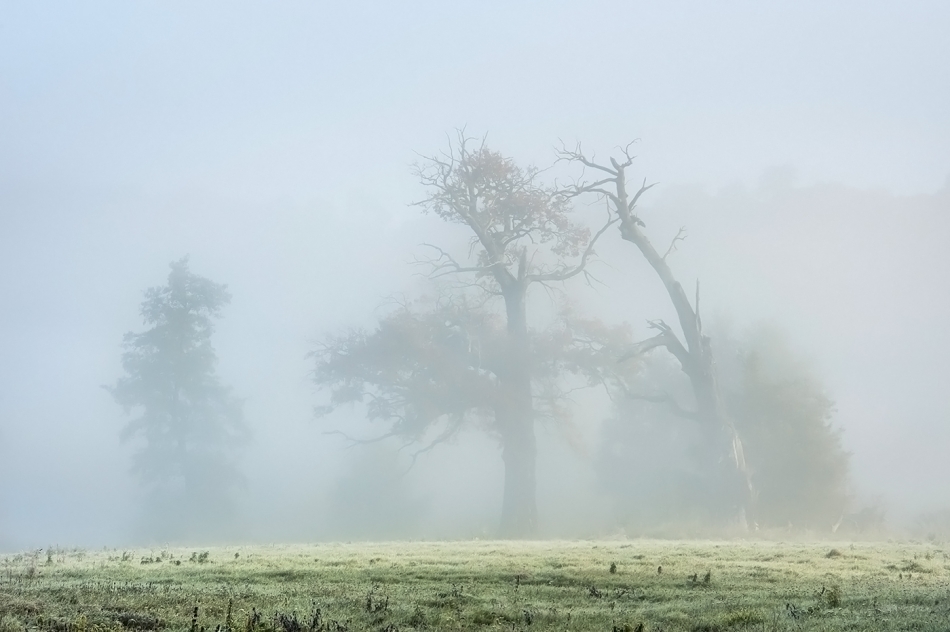 ****. . Zdjęcie 336420