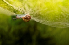Spidersnail