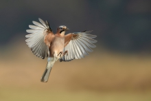 Sójka, Eurasian Jay (Ga...