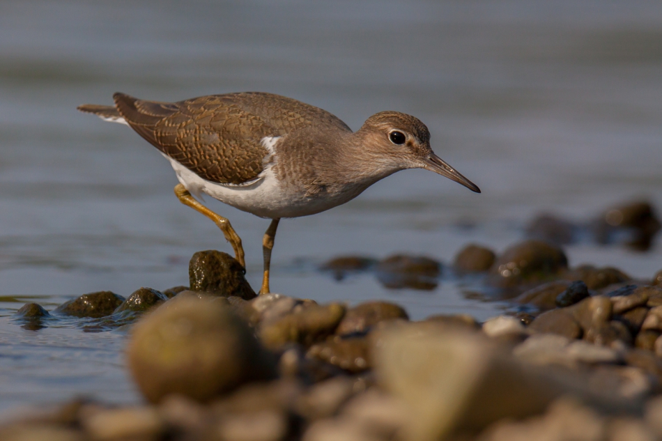 .  (Actitis hypoleucos). Zdjęcie 270350