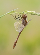 Szablak