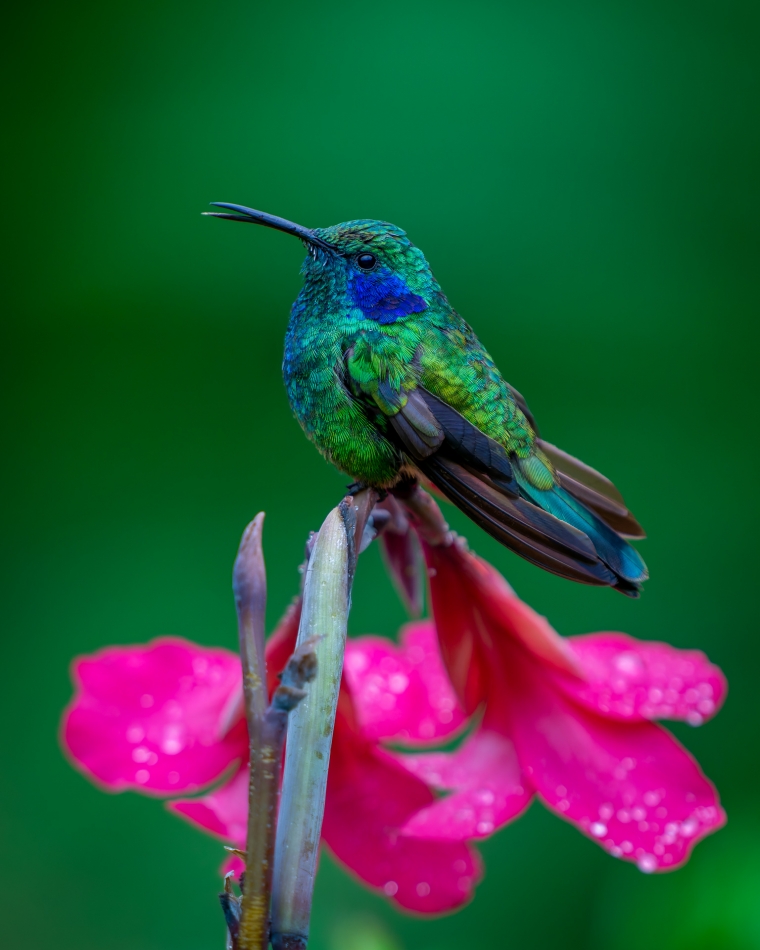 Lilen - Uszatek szmaragdowy. Uszatek szmaragdowy (Colibri cyanotus) to średniej wielkości koliber, wyróżniający się pięknym, metalicznym ubarwieniem. Potrafi latać z imponującą prędkością - najwyższa zanotowana prędkość dla tego gatunku to 140 km