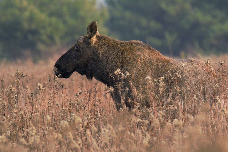 Kawecki.foto-przyroda - . . Zdjęcie 314550