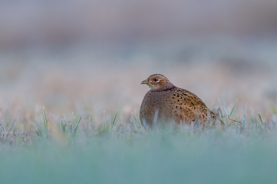 fotodam - Przymrozek. Bażant (Phasianus colchicus) Common Pheasant . Zdjęcie 328277