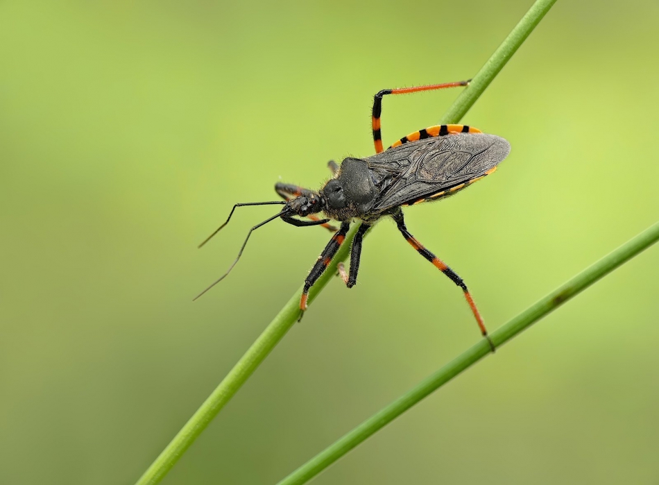 keni - Rhynocoris annulatus – Srogoń napastnik. . Zdjęcie 314770