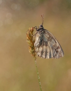 Szachownica