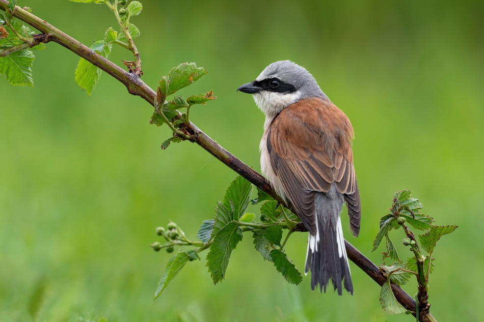 fotodam - Na zielono. Gąsiorek. Zdjęcie 316531