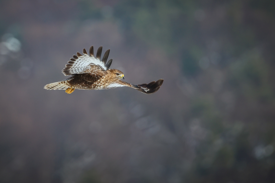 marcinmm - Myszołów zwyczajny ( Buteo buteo ). . Zdjęcie 322292