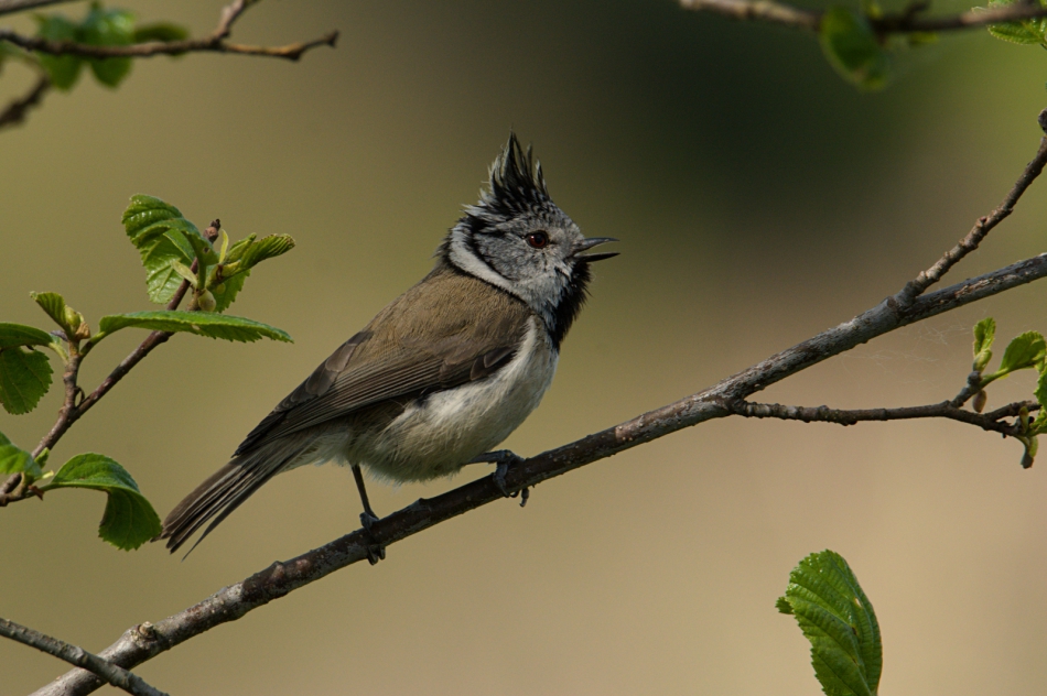 Kawecki.foto-przyroda - Czubatka. . Zdjęcie 314454