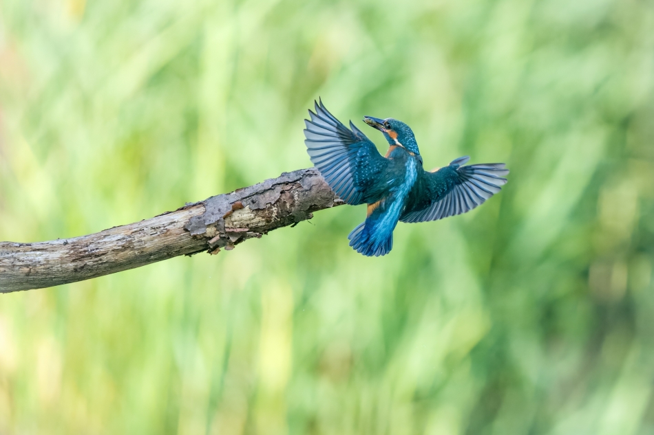 Kurier.  Zimorodek - Alcedo atthis Przyroda naszego regionu-Gorzyce.  Sony ILCE-1+Sony SEL200600G FE 200-600mm f/5.6-6.3 G OSS Przysłona: F/6,3-Czas ekspozycji-1/4000 s-ISO: 2000-Ogniskowa-500 mm.. Zdjęcie 334600