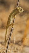 Kameleon