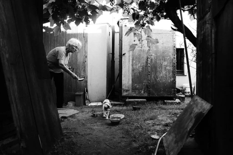 nowikowa - all her cats. . Zdjęcie 337343