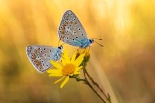 modraszek (Lycaenidae)