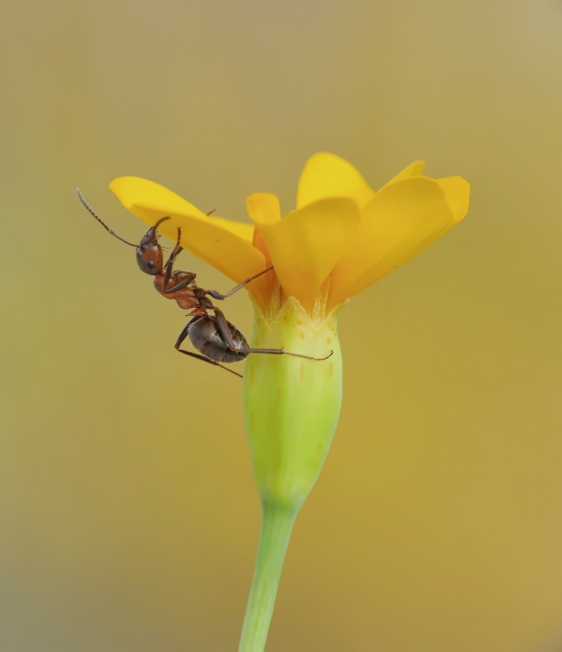 keni - . Jest PE. Zdjęcie 218454