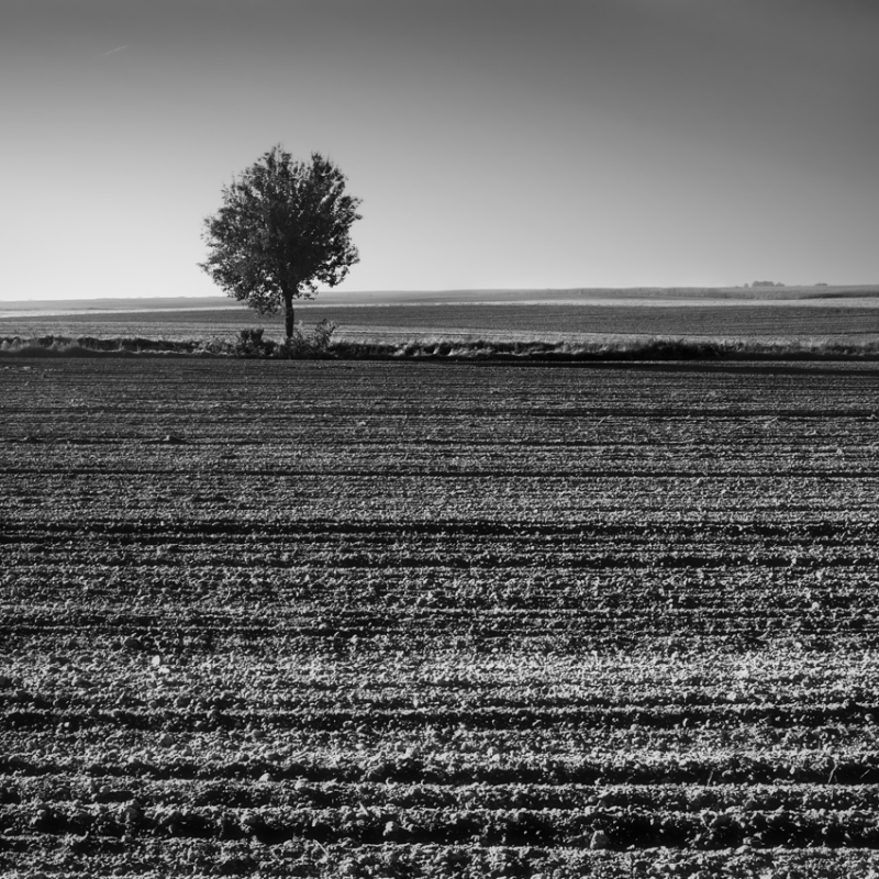 Polne. . Zdjęcie 71682
