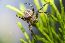 Araneus diadematus - Kr...